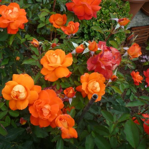 Portocaliu - trandafir pentru straturi Floribunda